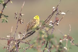 Yellowhammer bord