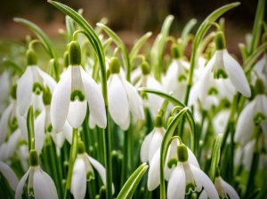 Snowdrops